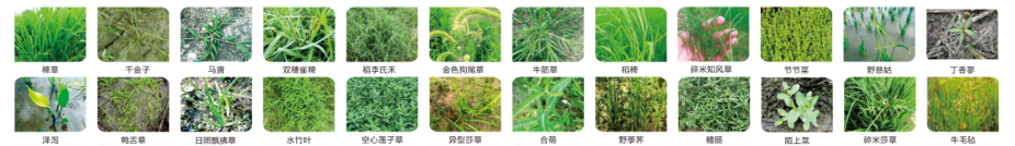 草譜圖.png